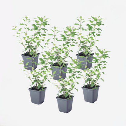 Solanum Rantonnetii 'Nachtschade' - 6 stuks