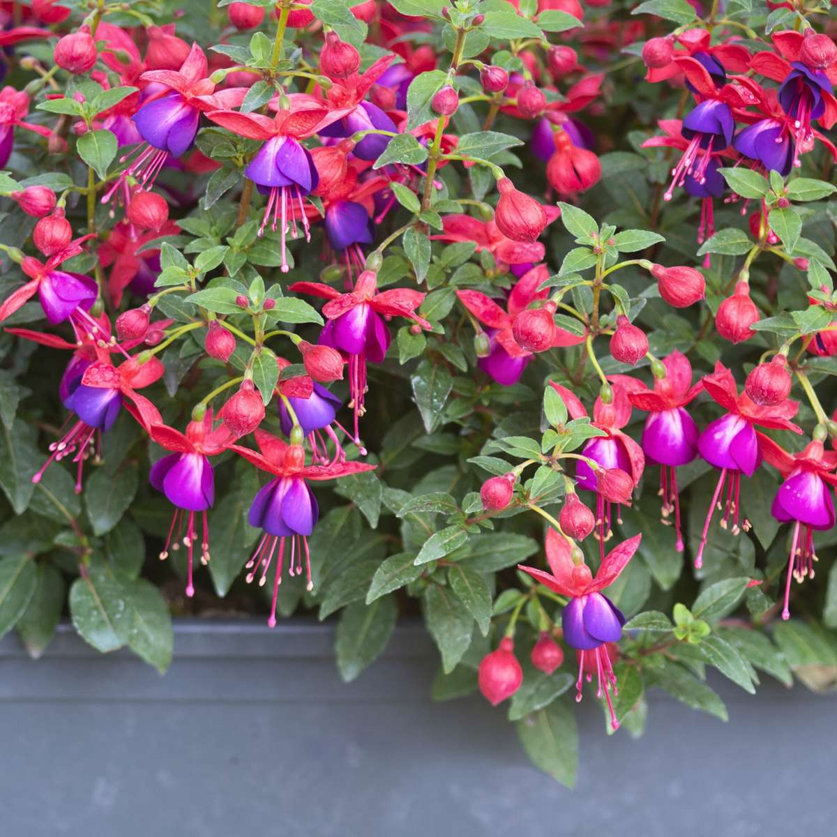 Fuchsia - Mix van 6 - Sarah, Lady Thumb, Ricartonnii