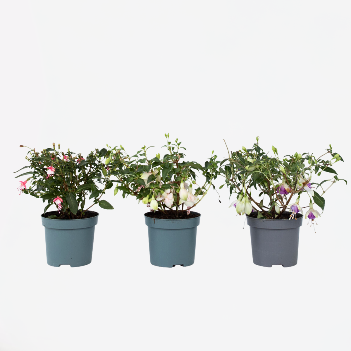 Fuchsia - Mix van 3 - Sarah, Lady Thumb, Ricartonnii