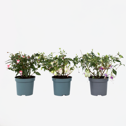 Fuchsia - Mix van 3 - Sarah, Lady Thumb, Ricartonnii