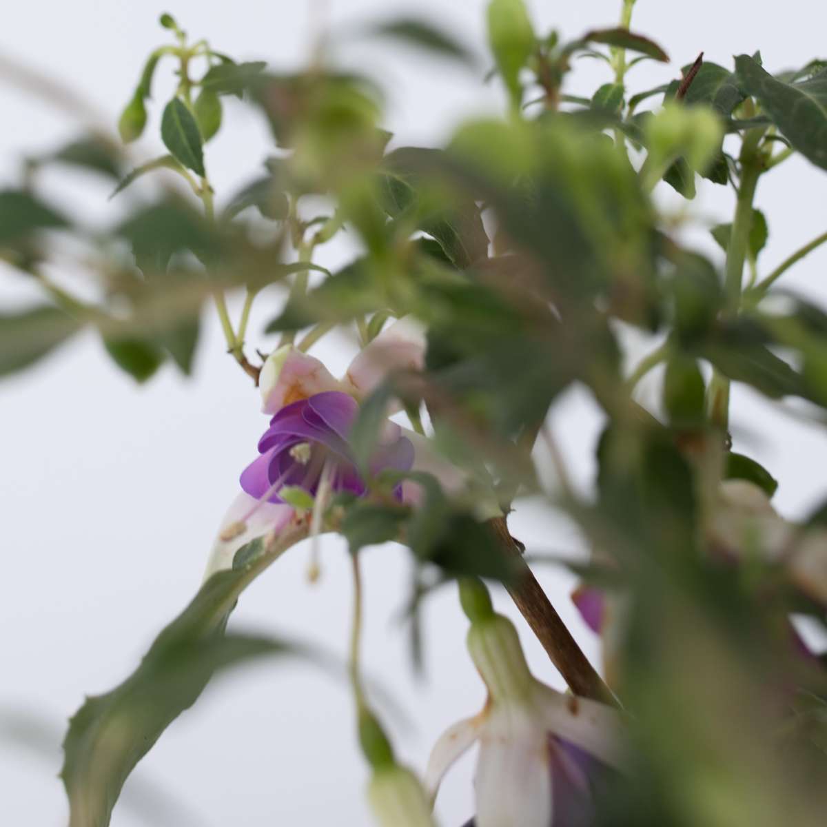 Fuchsia - Mix van 6 - Sarah, Lady Thumb, Ricartonnii