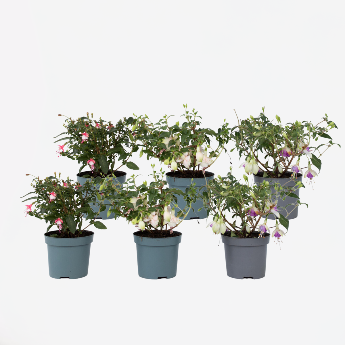 Fuchsia - Mix van 6 - Sarah, Lady Thumb, Ricartonnii