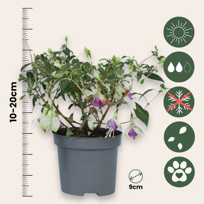 Fuchsia - Mix van 6 - Sarah, Lady Thumb, Ricartonnii