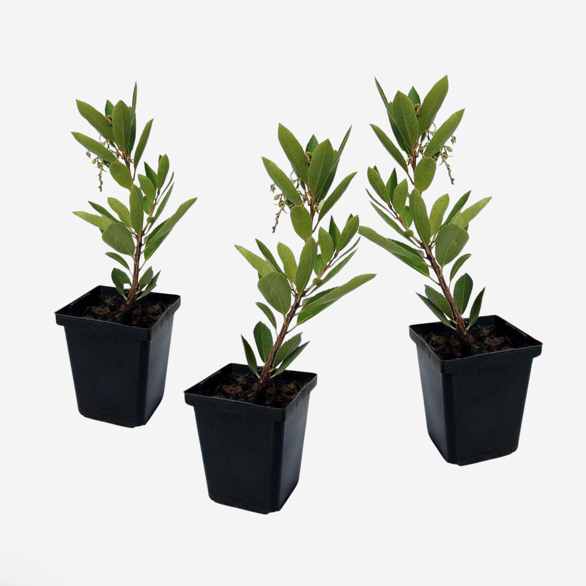 Arbutus Unedo - Set van 3 - Aardbeienboom