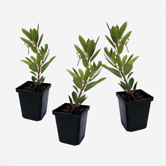Arbutus Unedo - Set van 3 - Aardbeienboom