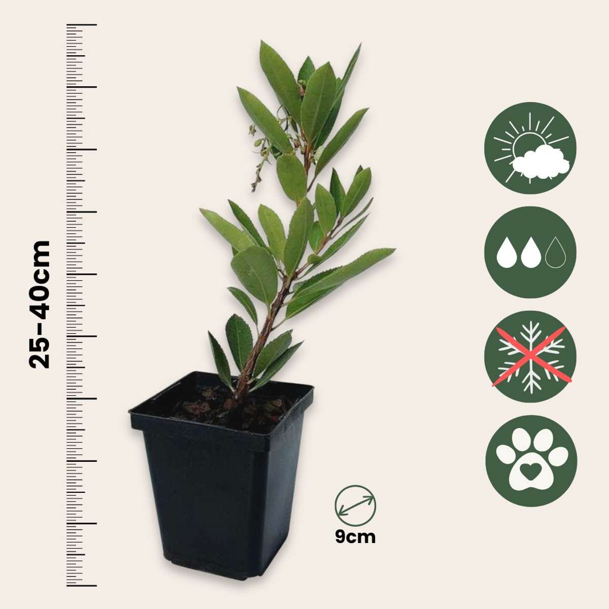 Arbutus Unedo - Set van 3 - Aardbeienboom