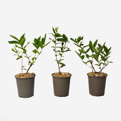 Lonicera kamtchatica - Set van 3 - Honingbes