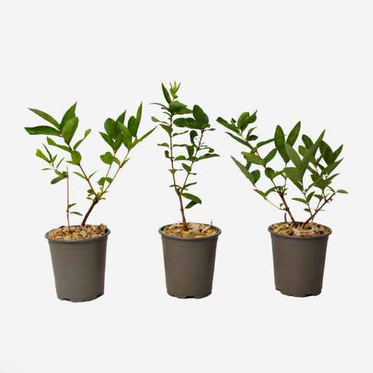 Lonicera kamtchatica - Set van 3 - Honingbes