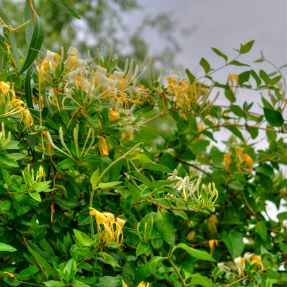 Lonicera kamtchatica - Set van 3 - Honingbes