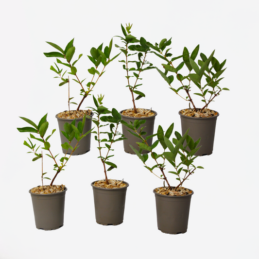 Lonicera kamtchatica - Set van 6 - Honingbes