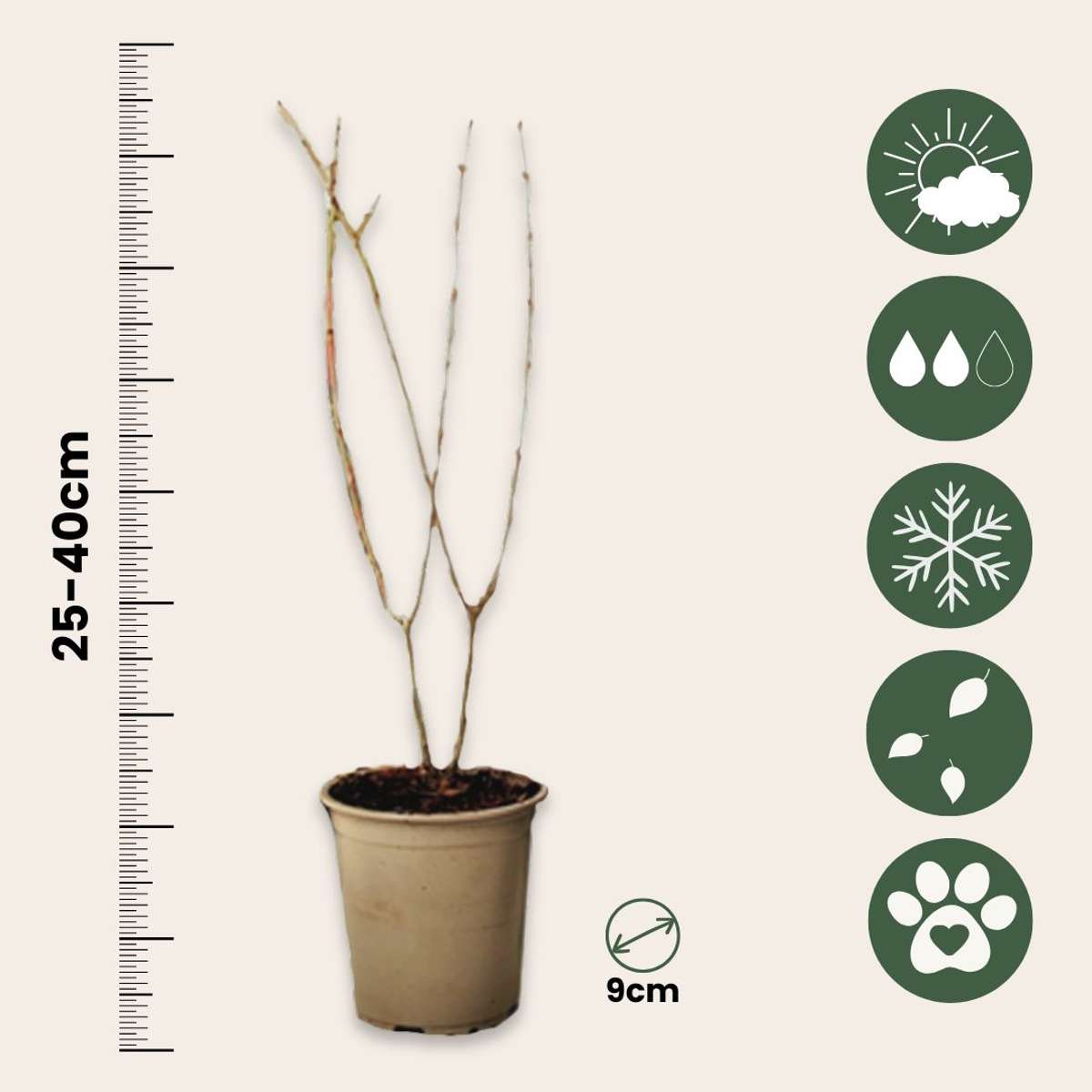 Punica Granatum - Set van 3 - Granaatappel