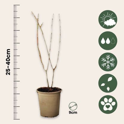 Punica Granatum - Set van 6 - Granaatappel