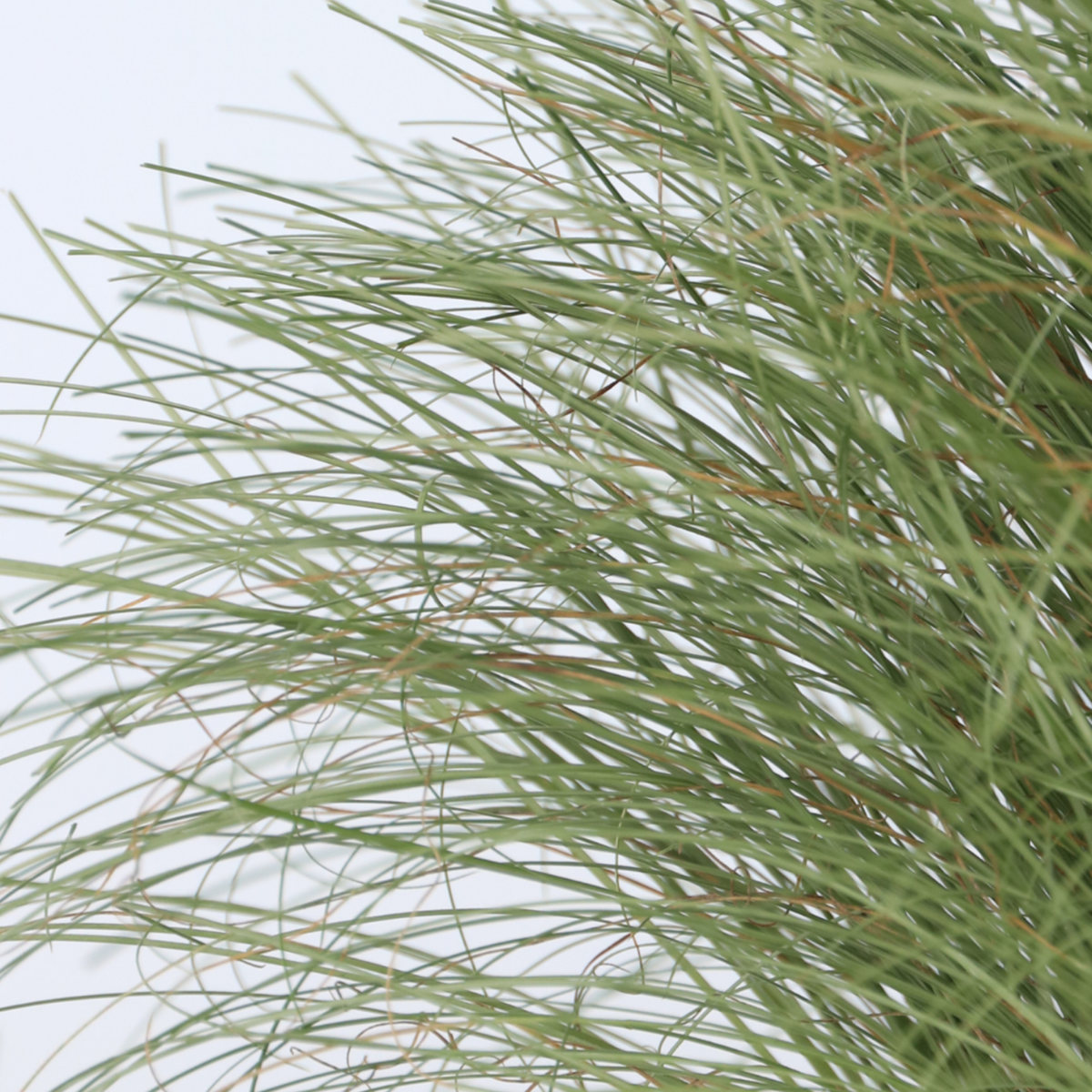 Carex 'Amazon Mist' - Set van 6 - Siergras