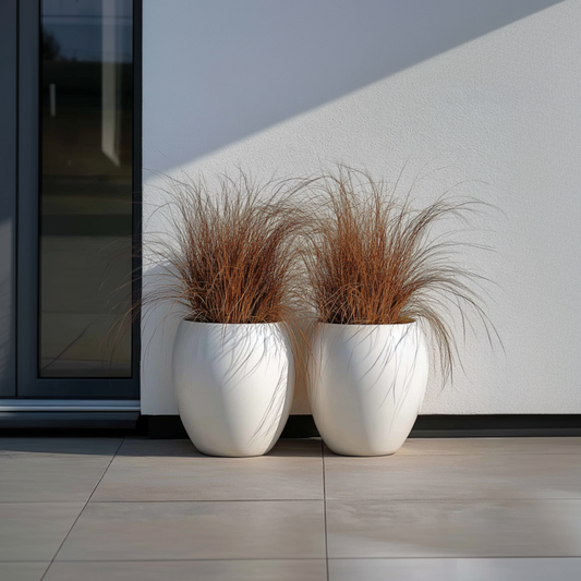 Carex Bronco - Set van 6 - Siergras