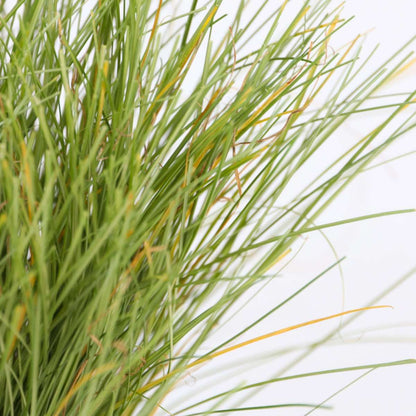 Carex Bronco - Set van 6 - Siergras