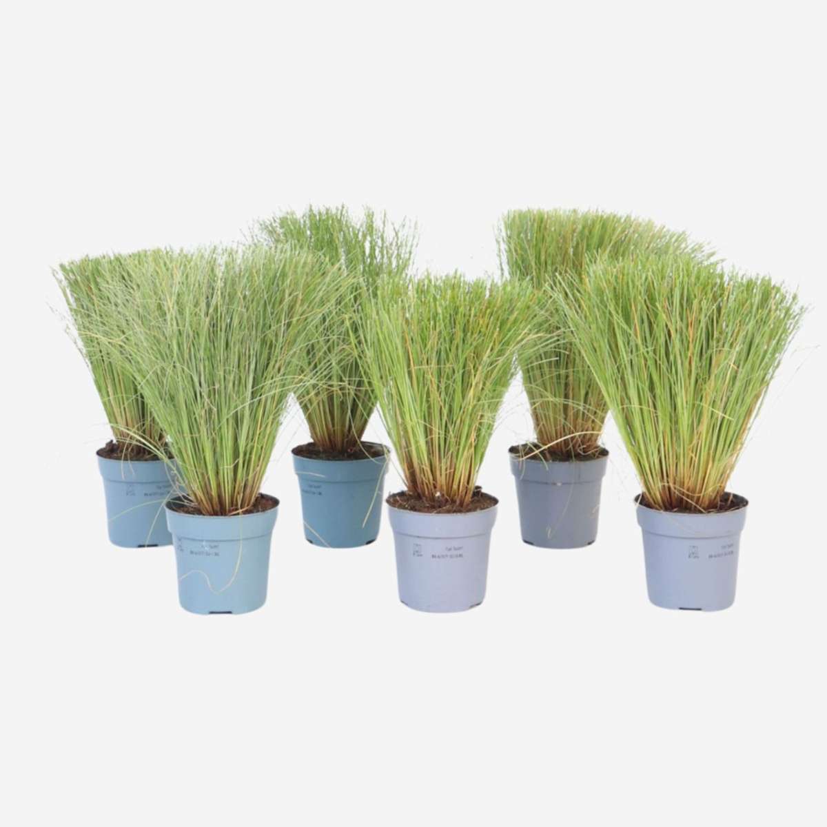 Carex Bronco - Set van 6 - Siergras