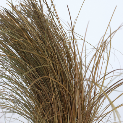 Siergrassenpakket - Set van 6