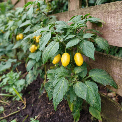 Solanum 'Pepino gold'  - Set van 3 - Meloenpeer