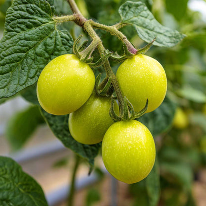 Solanum 'Pepino gold'  - Set van 3 - Meloenpeer