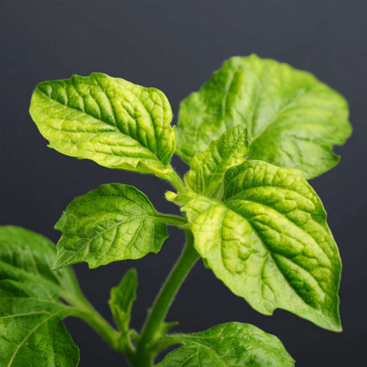 Solanum 'Pepino gold'  - Set van 3 - Meloenpeer