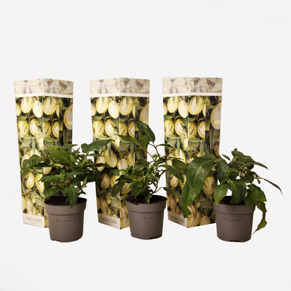 Solanum 'Pepino gold'  - Set van 3 - Meloenpeer