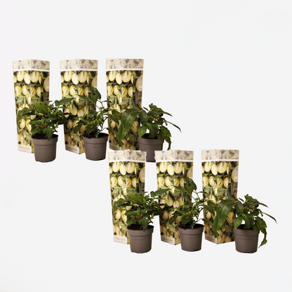 Solanum 'Pepino gold' - Meloenpeer - Set van 6