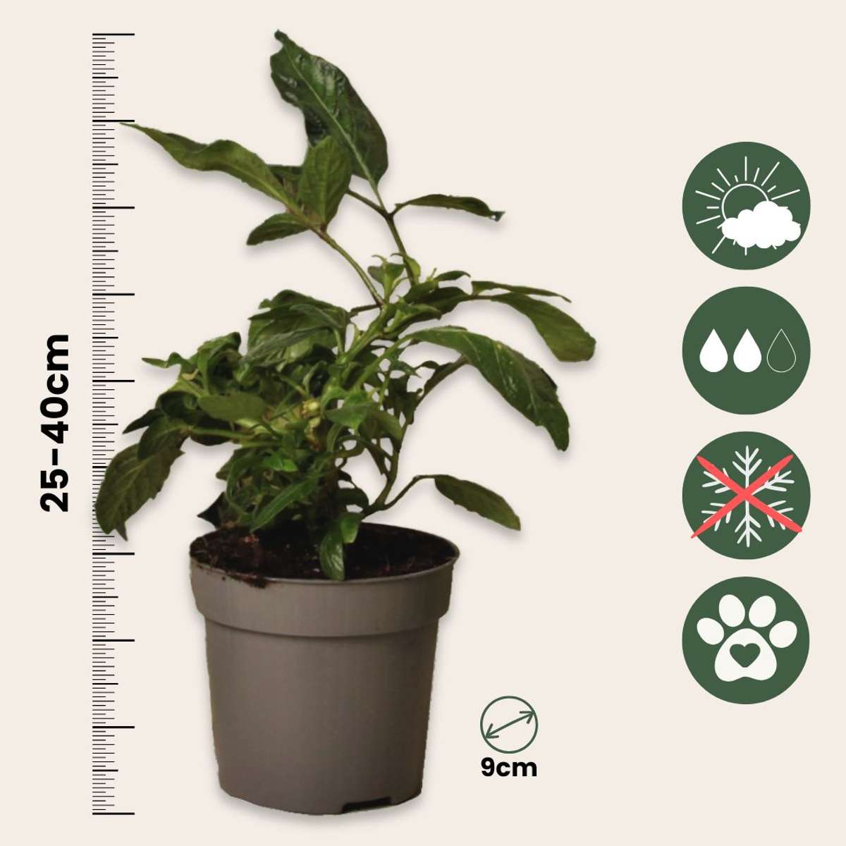 Solanum 'Pepino gold' - Meloenpeer - Set van 6