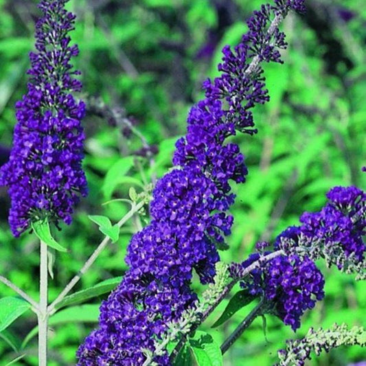 Violette buddleia bloemen met fijne, dichte bloemtrossen op groene stengels, omringd door levendige bladeren. Perfect voor tuinversiering en insectenattractie in een bloembed.