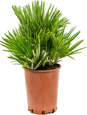 Chamaerops humilis 'Vulcano'