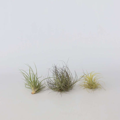 Tillandsia - Mix van 3 - Luchtplantjes