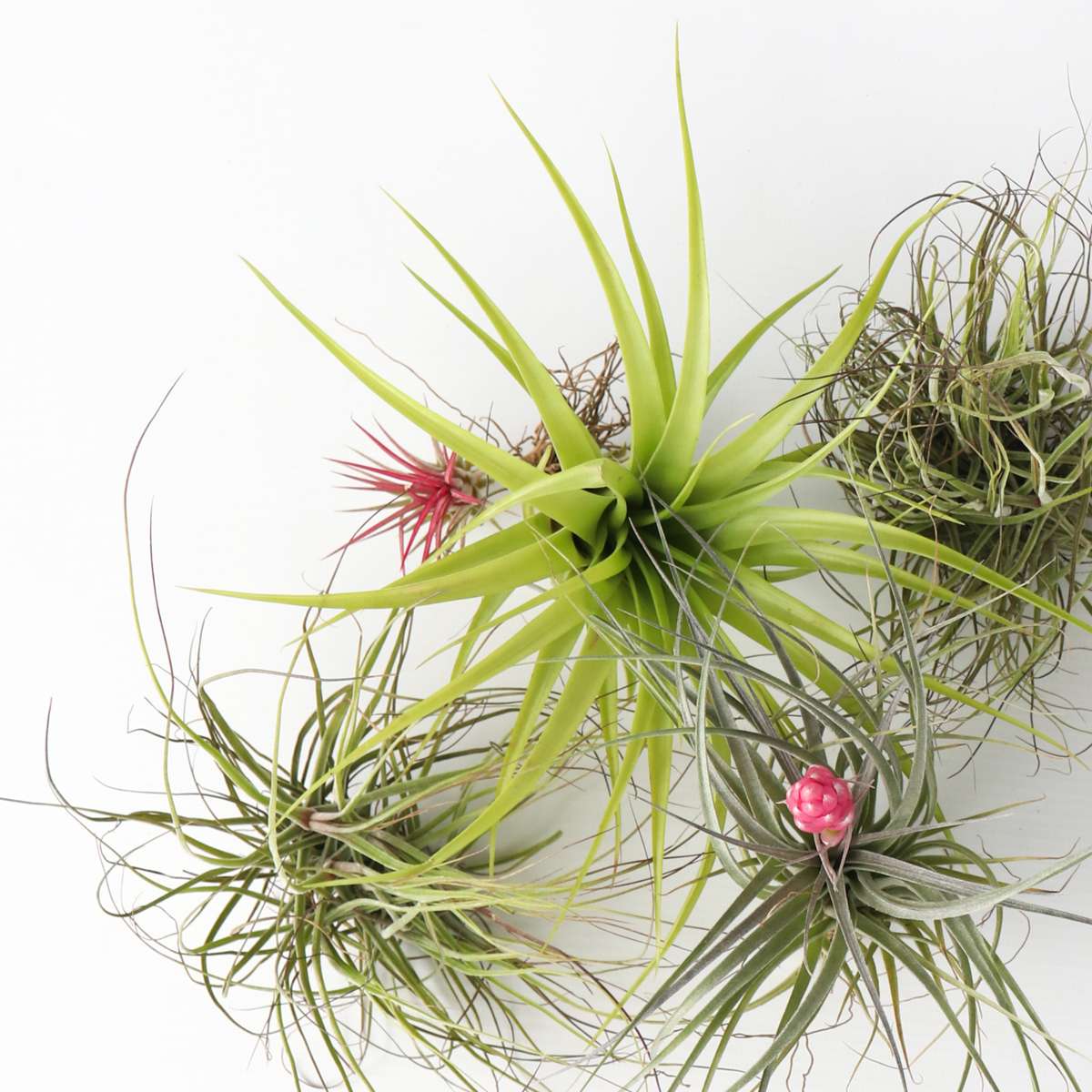 Tillandsia - Mix van 5 - Luchtplantjes