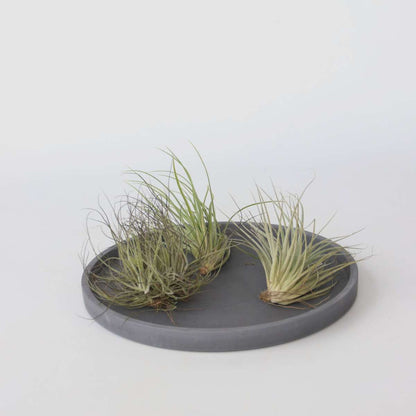 Tillandsia - Mix van 5 - Luchtplantjes
