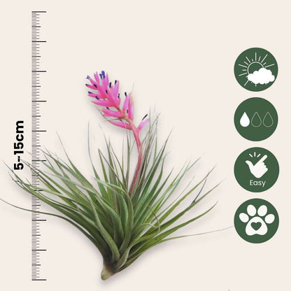 Tillandsia - Mix van 10 - Luchtplantjes