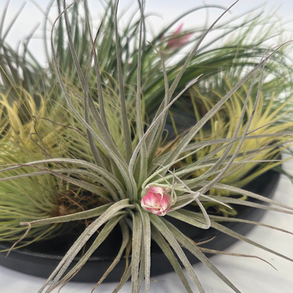 Tillandsia - 12 stuks - Luchtplantjes