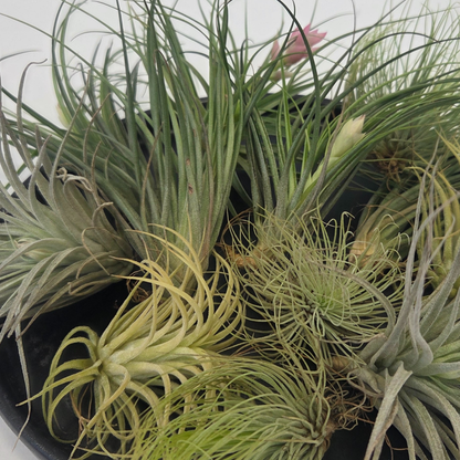 Tillandsia - 12 stuks - Luchtplantjes