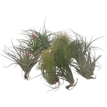 Tillandsia - 12 stuks - Luchtplantjes