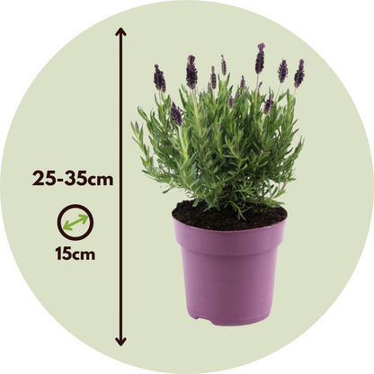 Lavandula stoechas 'Anouk' - Set van 2 - Lavendel