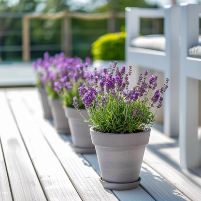 Lavandula stoechas 'Anouk' - Set van 2 - Lavendel