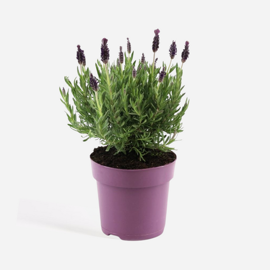 Lavandula stoechas 'Anouk' - Lavendel