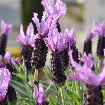 Lavandula stoechas 'Anouk' - Set van 2 - Lavendel