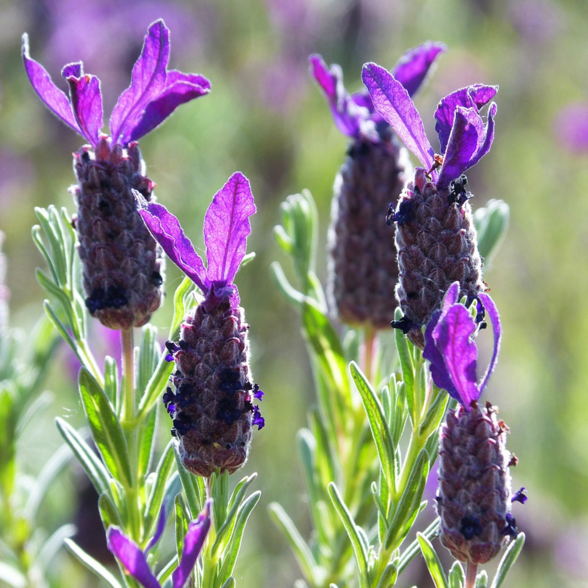 Lavandula stoechas 'Anouk' - Set van 2 - Lavendel