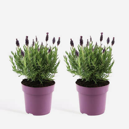 Lavandula stoechas 'Anouk' - Set van 2 - Lavendel