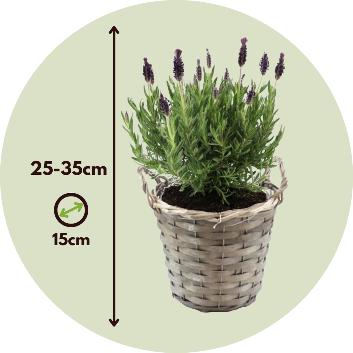 Lavandula stoechas 'Anouk' - Lavendel