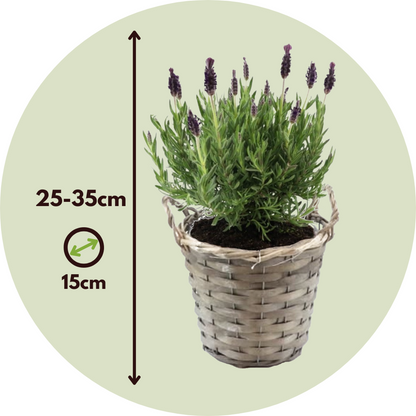 Lavandula stoechas 'Anouk' - Set van 2 - Lavendel