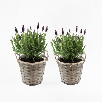 Lavandula stoechas 'Anouk' - Set van 2 - Lavendel