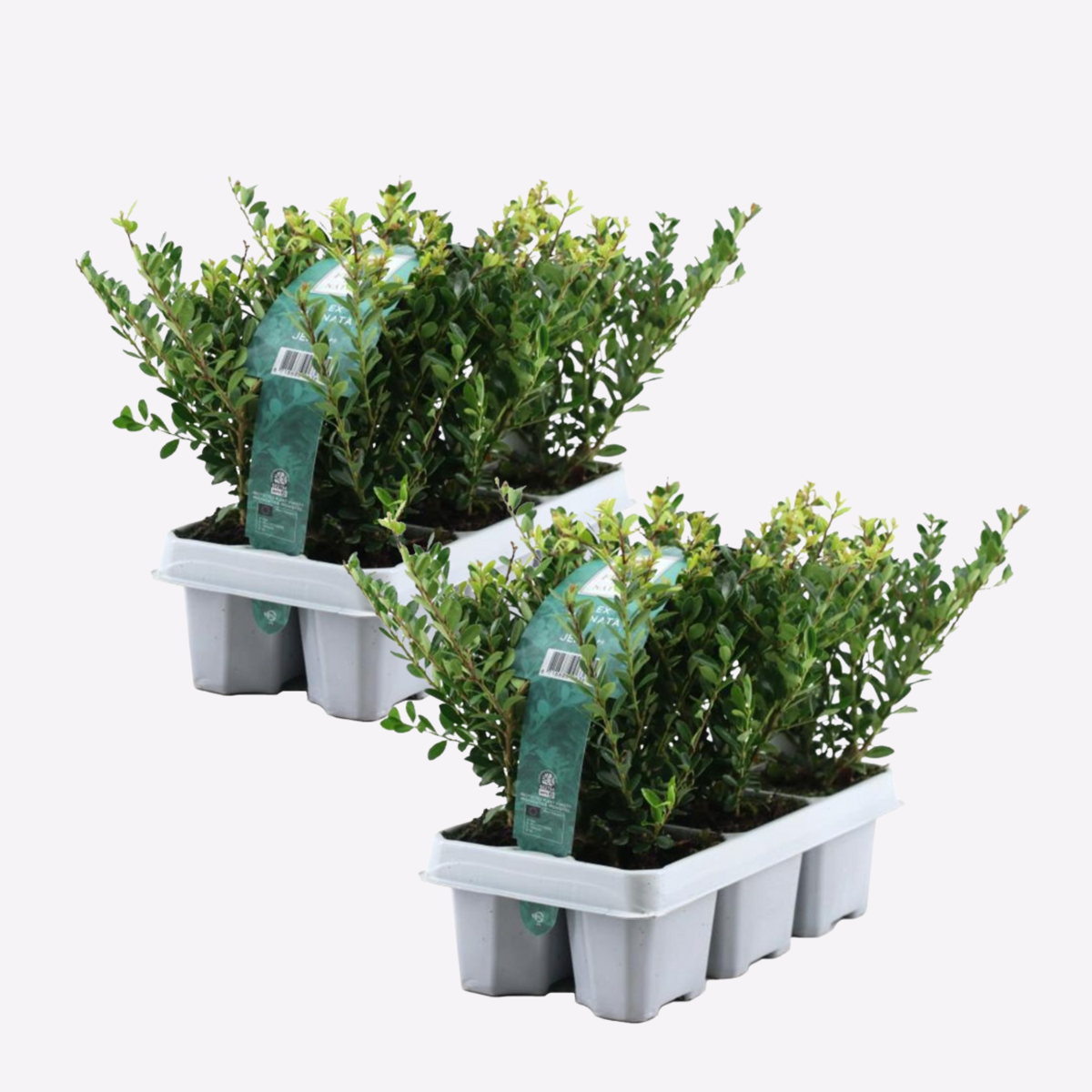Ilex crenata 'Jenny' - Set van 12 - Japanse hulst
