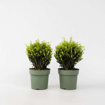 Ilex crenata - Japanse hulst - Set van 2