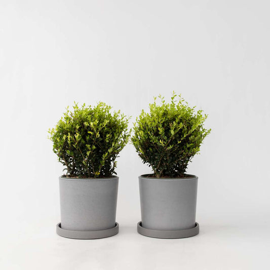 Ilex crenata - Japanse hulst - Set van 2