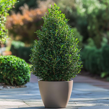 Ilex crenata 'piramide' - Japanse Hulst