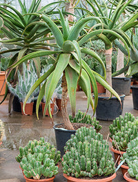 Aloe traski